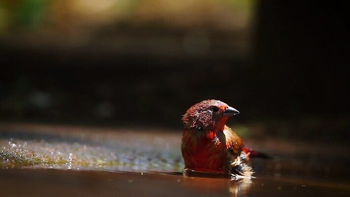 야생동물 아프리카 자연 조류 수영장 국립공원 사람없음 야외 물 관광지 떨어짐 보호 사파리 흔들림 튜브 몸단장 남아프리카 돌고래인형 보츠와나 보호구역 스플래쉬 크루거 MOV 해외동영상 클립영상 자연요소 동물 공원 나라 인형 여행 컨셉 모션 생태계 동영상 남아프리카공화국 구역 파일형식