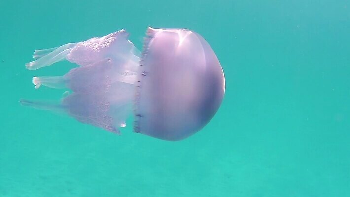 야생동물 모래 바다 분홍색 컬러 우산 모션 생물 무척추동물 통 종류 어류 사람없음 물 파란색 햇빛 환경 바닷속 수중 수영 투명 지중해 아래 생태계 다이빙 장면 젤리 튜브 해파리 깊이 돌고래인형 생태학 소금물 필터 MOV 해외동영상 클립영상 자연요소 동물 교육 인형 디저트 태양 수중동물 수상스포츠 자포동물 방향 위치 동영상 수중스포츠 파일형식