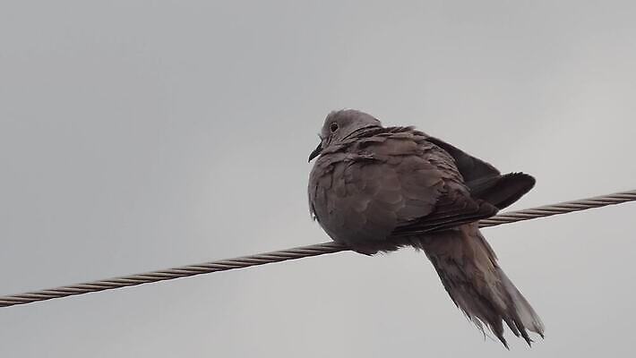 동물 야생동물 백그라운드 날개 자연 조류 하늘 앉기 사람없음 야외 파란색 뷰티 일출 정원 봄 이탈리아 회색 흰색 깃털 호기심 비둘기 부리 애도 철사 내추럴 동물상 유라시아 4K MP4 해외동영상 클립영상 계절 감정 유럽 아시아 컬러 컨셉 모션 조형물 노을 생태계 동영상 파일형식