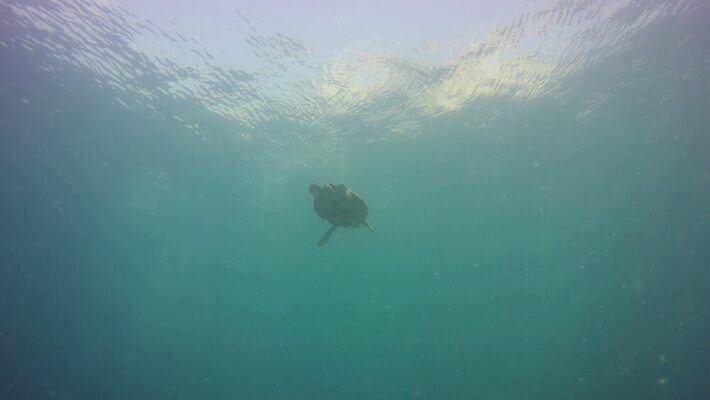 동물 야생동물 바다 섬 여행 백그라운드 파충류 태국 자연 표면 휴가 생물 항해 사람없음 물 파란색 컬러풀 환경 바닷속 수중 다양 스노클링 거북이 보호 생태계 다이빙 태평양 암초 서식지 석호 발견 내추럴 동물상 안다만 이국적 파라다이스 4K MP4 해외동영상 클립영상 자연요소 아시아 컬러 다수 컨셉 조형물 수영 수상스포츠 배 동영상 수중스포츠 선박 파일형식