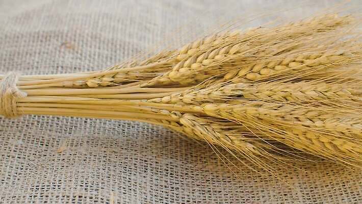 식물 음식 농업 모션 건조 건강 옥수수 씨앗 사람없음 여름 농작물 농장 환경 수확 시골 직물 닫기 시리얼 삼베 유기농 날것 귀 밀짚 내추럴 숙성 작살 호밀 4K MOV 해외동영상 클립영상 웰빙 계절 산업 곡류 신체부위 짚 동영상 파일형식 천_직물