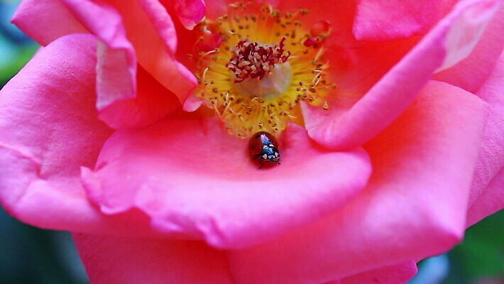 식물 꽃 얼굴 꽃다발 곤충 백그라운드 꽃무늬 자연 사람없음 아웃포커스 빨간색 초록색 컬러풀 장미 정원 보라색 봄 벚꽃 점 개화 행운 닫기 벌레 다발 제비꽃 딱정벌레 심볼 무당벌레 라일락 심기 취급주의 MOV 해외동영상 클립영상 동물 계절 컬러 컨셉 무늬 모션 촬영기법 경고 신체부위 생태계 동영상 파일형식