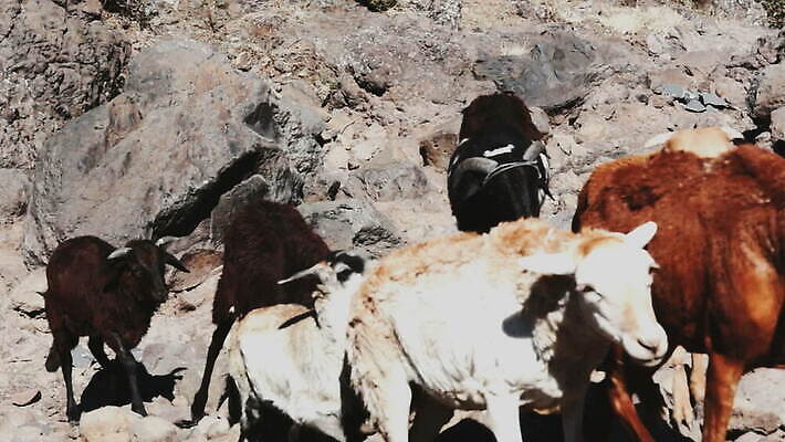 동물 여행 농업 포유류 아프리카 자연 염소 산 사람없음 야외 초록색 농장 걷기 사막 흰색 뜨거움 소 내추럴 에티오피아 MOV 해외동영상 클립영상 나라 산업 컬러 모션 생태계 동영상 파일형식