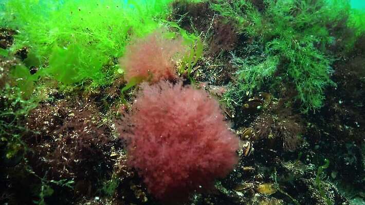 식물 동물 야생동물 바다 자연 무척추동물 풍경 사람없음 초록색 환경 바닷속 수중 해조류 생태계 생물학 광합성 산화 생태학 소금물 4K 수중영상 MP4 해외동영상 클립영상 교육 컬러 해양식물 동영상 파일형식