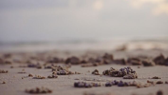 동물 디자인 아시아 야생동물 모래 바다 섬 여행 백그라운드 패턴 공 태국 자연 조류 표면 생물 갑각류 사람없음 야외 물 모래사장 갈색 환경 젖음 게 구멍 유령 작음 낟알 썰물 질감 진흙 서식지 내추럴 땅바닥 생태학 집게발 4K MOV 해외동영상 클립영상 자연요소 교육 나라 컬러 무늬 바닥 크기 생태계 동영상 파일형식