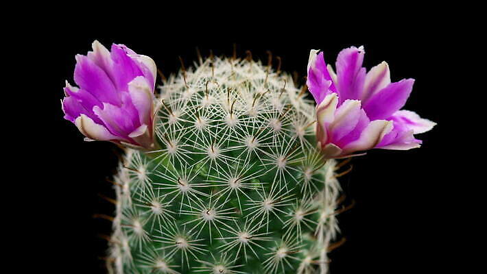 식물 계절 꽃잎 꽃 컬러 꽃다발 꽃무늬 모션 자연 선인장 사람없음 장식 가로 컬러풀 봄 펼침 낭만 성장 신선 오픈 개화 변화 속도 원예 동영상 생존 4K 타임랩스 MOV 해외동영상 클립영상 컨셉 무늬 촬영기법 취미 생태계 파일형식