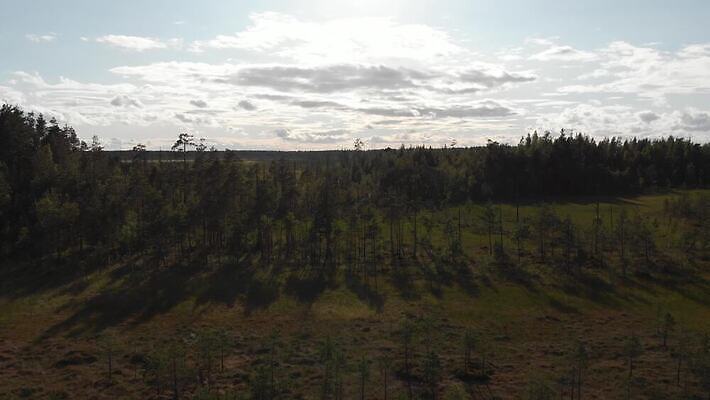 나무 잎 자연 표면 건조 이끼 풍경 초원 사람없음 야외 초록색 물 여름 강 환경 맑음 가을 황무지 습지 숲 땅 내추럴 변소 4K MOV 해외동영상 클립영상 자연요소 식물 계절 컬러 날씨 생태계 동영상 파일형식