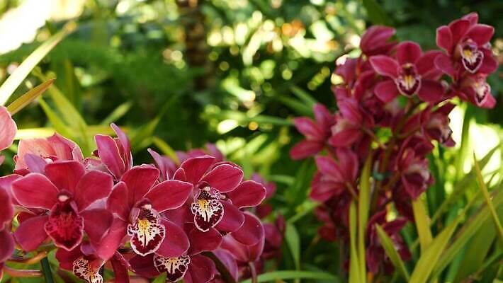 식물 꽃 화초 백그라운드 꽃무늬 아침 사람없음 장식 컬러풀 정원 봄 활발 낭만 벚꽃 신선 개화 난초 티켓 분위기 숲 열대우림 순수 화단 내추럴 강렬 삼림지대 아마존 이국적 카피스페이스 그리너리 세련 4K MP4 해외동영상 클립영상 주간 계절 컬러 컨셉 무늬 공백 동영상 파일형식 트랜드컬러