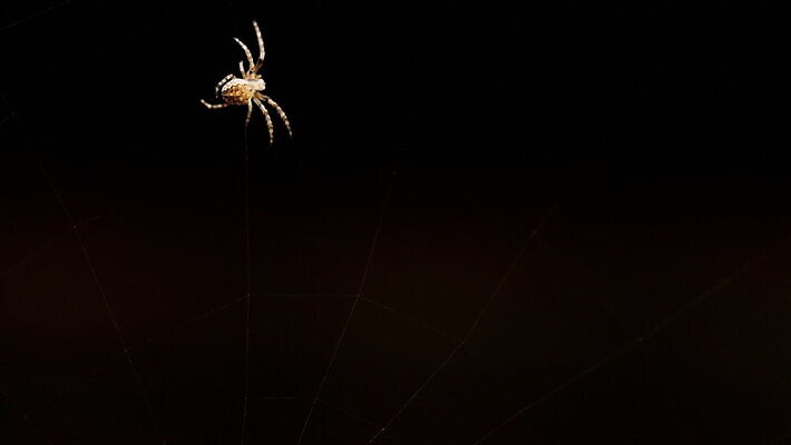 동물 컬러 곤충 백그라운드 패턴 자연 사람없음 야외 초록색 빛 정원 검은색 웹 새벽 그물 벌레 거미줄 거미 올가미 내추럴 변소 짜기 MOV 해외동영상 클립영상 자연요소 무늬 인터넷 모션 생태계 동영상 파일형식