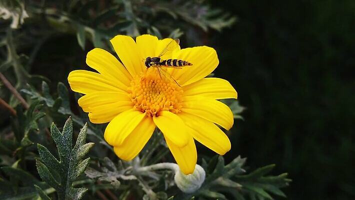 식물 동물 꽃 곤충 잎 날개 모션 자연 사람없음 노란색 회색 황금 닫기 수집 먹기 관목 묘사 속도 데이지 보케 꽃가루 상록수 느림 블러효과 수유 착륙 MP4 해외동영상 클립영상 나무 컬러 가루 생태계 동영상 블러 파일형식 효과