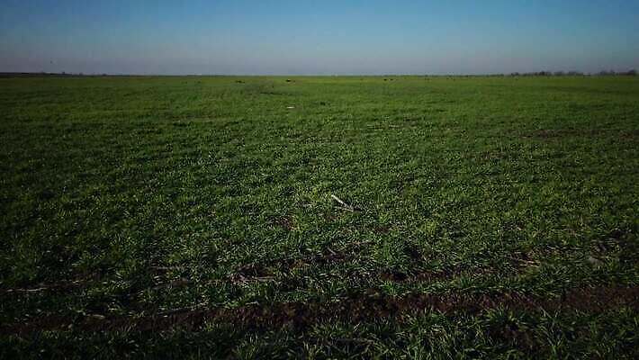 식물 계절 문화 줄기 잎 밭 농업 하늘 사람없음 야외 초록색 파란색 농작물 새싹 농사 흙 봄 수확 성장 시골 상품 낟알 땅 밀 유기농 알맹이 보리 밀가루 밭일 총쏘기 파종 호밀 귀리 4K MP4 해외동영상 클립영상 웰빙 산업 컬러 모션 곡류 가루 동영상 파일형식