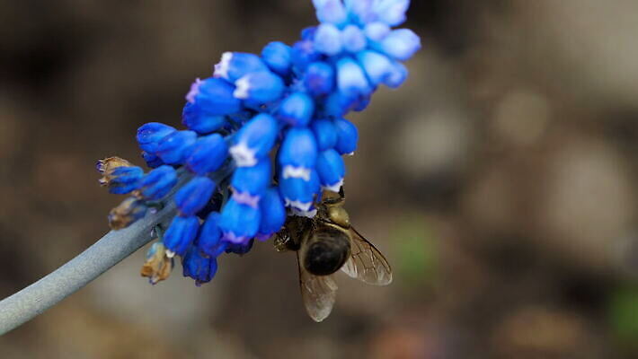 식물 계절 꽃잎 꽃 곤충 백그라운드 꽃무늬 밭 자연 포도 초원 사람없음 야외 초록색 파란색 정원 보라색 봄 벚꽃 수분 벌 제비꽃 꿀 히아신스 4K MOV 해외동영상 클립영상 동물 컬러 무늬 농업 과일 생태계 동영상 파일형식