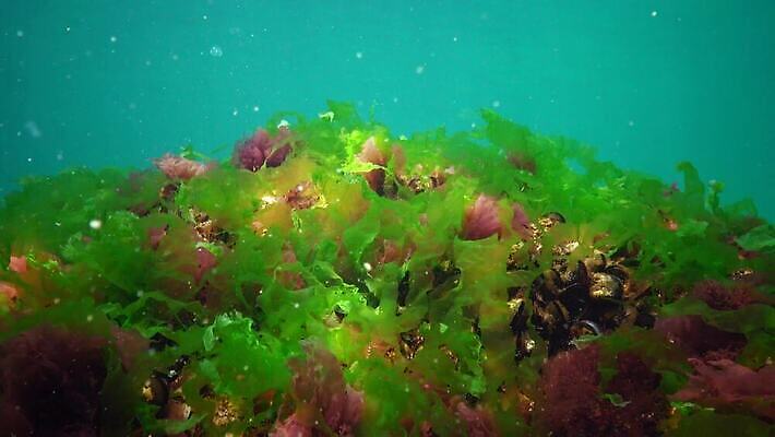 식물 야생동물 바다 자연 사람없음 초록색 물 세계 바닷속 수중 해조류 광합성 산화 생태학 소금물 4K 수중영상 MP4 해외동영상 클립영상 자연요소 동물 교육 컬러 해양식물 생태계 동영상 파일형식