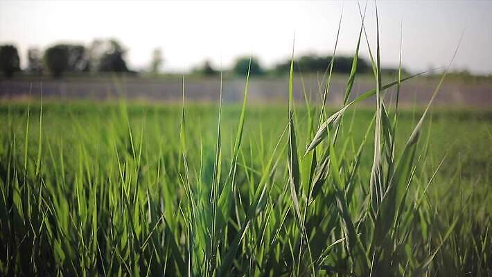 나무 식물 유럽 여행 백그라운드 밭 농업 건축양식 자연 하늘 파노라마 사람없음 야외 초록색 빛 태양 농장 농경지 평화 일출 일몰 봄 이탈리아 시골 언덕 장면 타운 시에나 양조장 토스카나 수평선 4K MP4 해외동영상 클립영상 자연요소 계절 건축 나라 산업 컬러 컨셉 촬영기법 노을 도시 생태계 동영상 파일형식