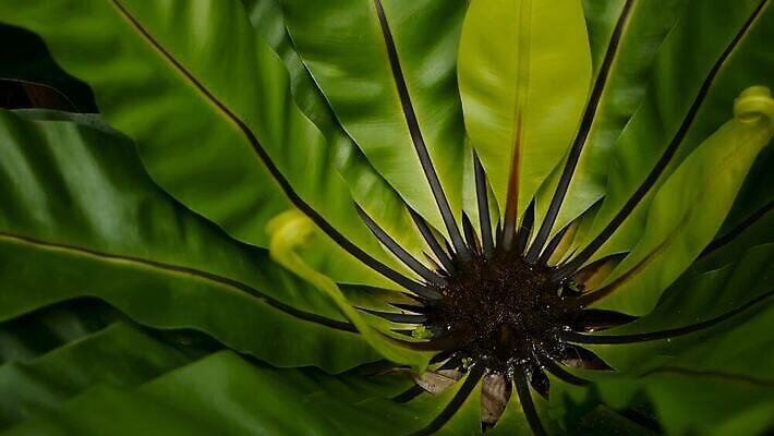 나무 식물 디자인 계절 꽃잎 아시아 백그라운드 잎 꽃무늬 패턴 가족 자연 조류 추상 사람없음 야외 목재 초록색 여름 정원 스파 봄 수확 나뭇가지 신선 황무지 둥지 숲 열대우림 묘사 질감 남쪽 양치류 이국적 파라다이스 MOV 해외동영상 클립영상 동물 꽃 나라 컬러 무늬 농업 재료 관계 방향 생태계 동영상 파일형식