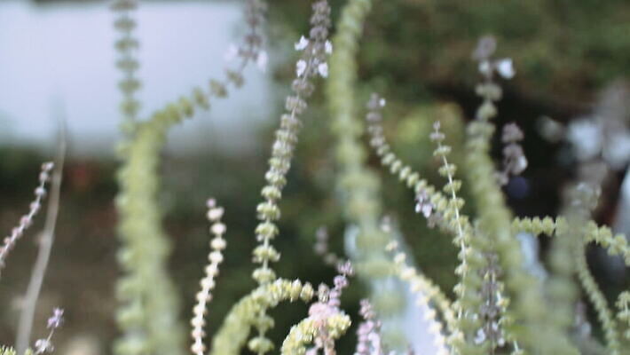 식물 꽃 야생동물 곤충 자연 사람없음 야외 아웃포커스 초록색 여름 햇빛 맑음 잡초 소프트포커스 수분 벌 내추럴 동물상 MOV 해외동영상 클립영상 동물 계절 컬러 날씨 촬영기법 태양 조형물 생태계 동영상 파일형식