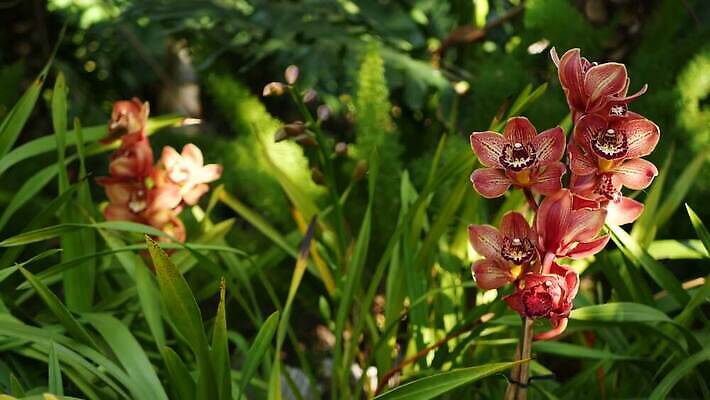 식물 꽃 화초 백그라운드 꽃무늬 아침 사람없음 장식 컬러풀 정원 봄 활발 낭만 벚꽃 신선 개화 난초 티켓 분위기 숲 열대우림 순수 화단 내추럴 강렬 삼림지대 아마존 이국적 카피스페이스 그리너리 세련 4K MP4 해외동영상 클립영상 주간 계절 컬러 컨셉 무늬 공백 동영상 파일형식 트랜드컬러