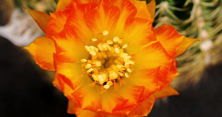 식물 계절 꽃잎 꽃 컬러 꽃다발 꽃무늬 모션 자연 선인장 사람없음 장식 가로 컬러풀 봄 펼침 낭만 성장 신선 오픈 개화 변화 속도 원예 동영상 생존 4K 타임랩스 MOV 해외동영상 클립영상 컨셉 무늬 촬영기법 취미 생태계 파일형식