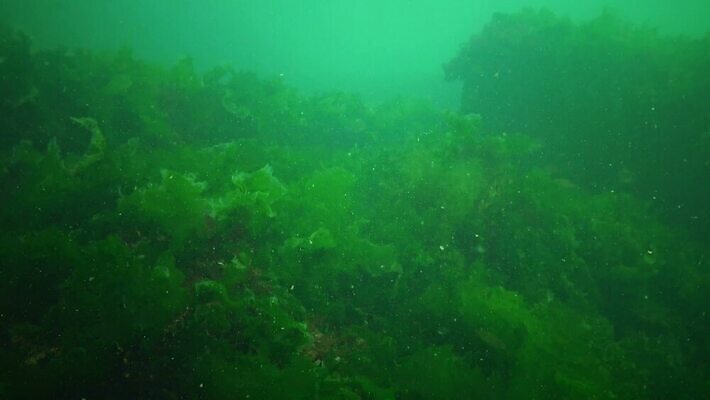 식물 야생동물 바다 자연 사람없음 초록색 물 바닷속 수중 해조류 생태계 생물학 광합성 산화 생태학 4K 저서생물 MP4 해외동영상 클립영상 자연요소 동물 교육 컬러 생물 해양식물 동영상 파일형식