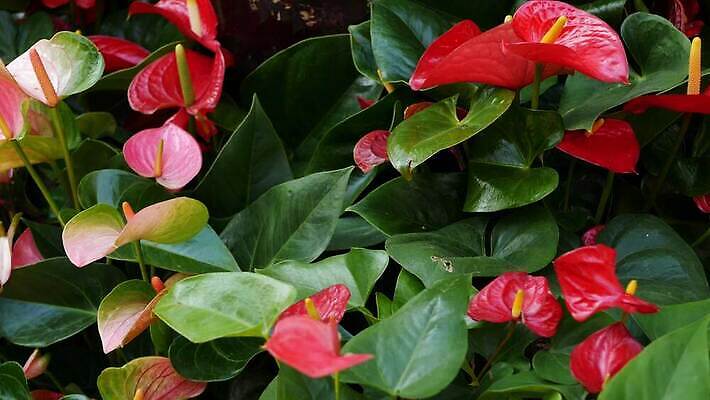 식물 꽃 화초 백그라운드 꽃무늬 사람없음 장식 빨간색 초록색 정원 어둠 활발 벚꽃 신선 개화 분위기 닫기 백합 열대우림 화단 진홍색 내추럴 강렬 오리지널 이국적 칼라꽃 특별함 카피스페이스 그리너리 세련 4K MP4 해외동영상 클립영상 컬러 컨셉 무늬 모션 공백 숲 동영상 파일형식 트랜드컬러