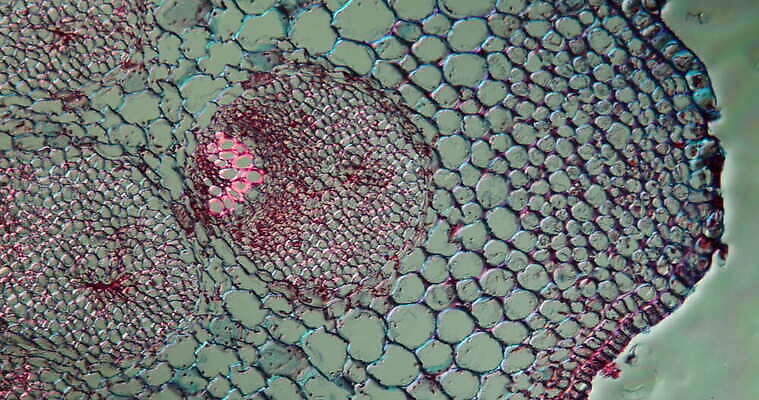 식물 꽃 줄기 과학 이동 패턴 세포 사람없음 빨간색 초록색 파란색 시험 성장 조직 횡단보도 확대 지원 4K 현미경관찰 MOV 해외동영상 클립영상 교육 컬러 컨셉 무늬 관찰 보행로 동영상 파일형식