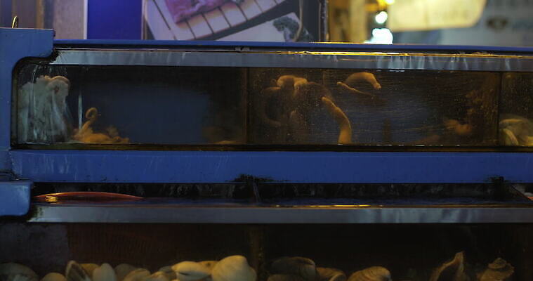 동물 아시아 음식 바다 조개 한국 사람없음 물 상점 껍질 시장 해산물 탱크 문어 수족관 가리비 생존 4K MOV 해외동영상 클립영상 자연요소 나라 어패류 연체동물 수중동물 동영상 파일형식