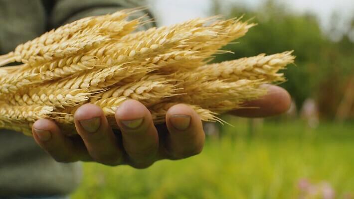 식물 백인 남자 음식 농업 자연 노동자 건조 건강 관리 옥수수 씨앗 야외 여름 농작물 농장 정원 농사 수확 성장 시골 잡기 업무 황금 닫기 농부 유기농 날것 귀 내추럴 생태학 숙성 작살 호밀 4K MOV 해외동영상 클립영상 서양인 직업 웰빙 계절 교육 산업 모션 곡류 사람 신체부위 작업 생태계 동영상 파일형식