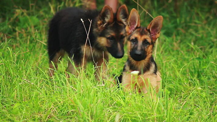 동물 척추동물 새끼 포유류 가족 털 독일 앉기 사람없음 반려동물 머리 검은색 우정 쌍 양치기 경찰 개 강아지 보호 작음 모피 보안 송곳니 기르기 유래 경비견 순혈 MOV 해외동영상 클립영상 직업 유럽 컬러 컨셉 관계 모션 안전 신체부위 친구 치아 크기 동영상 돌봄 파일형식