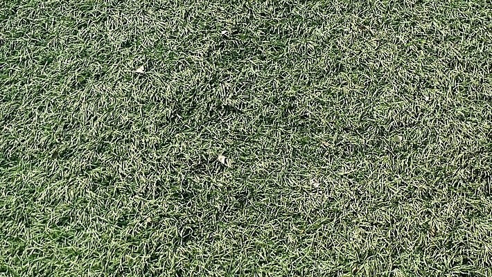 식물 구름 계절 공원 스포츠 백그라운드 밭 골프 자연 하늘 풍경 잔디 초원 사람없음 야외 초록색 농장 환경 정원 봄 카펫 게임 흰색 시골 잡초 강의 땅 묘사 클럽 천국 내추럴 밭일 수평선 4K MOV 해외동영상 클립영상 자연요소 공공시설 컬러 농업 놀이 구기 생태계 동영상 파일형식