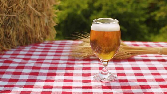 음료 음식 자연 유리 맥주 씨앗 사람없음 야외 초록색 여름 마을 정원 식사 거품 시골 알코올 신선 황금 닫기 볏짚 낟알 밀 삼베 유기농 날것 보리 귀 내추럴 작살 호밀 4K MOV 해외동영상 클립영상 식물 웰빙 계절 컬러 모션 재질 곡류 주류 신체부위 짚 생태계 동영상 파일형식 천_직물