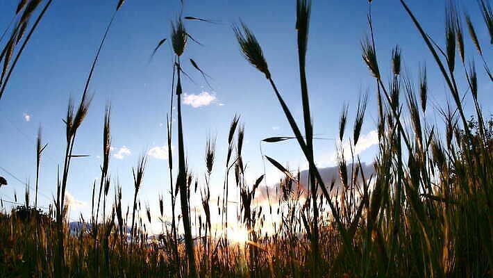 주간 식물 계절 컬러 여행 백그라운드 밭 농업 자연 하늘 아침 날씨 옥수수 풍경 초원 사람없음 야외 초록색 여름 파란색 빛 농작물 햇빛 태양 농장 노란색 일출 환경 정원 맑음 침묵 일몰 봄 자유 수확 전원 시골 땅 밀 보케 부드러움 내추럴 4K MOV 해외동영상 클립영상 자연요소 산업 컨셉 곡류 노을 소리 감각 전기에너지 생태계 동영상 파일형식