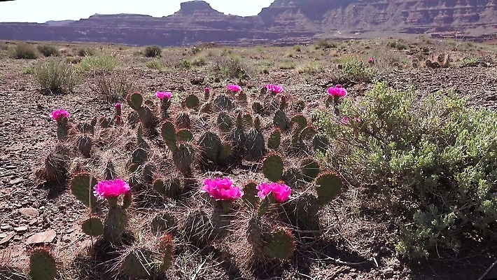 꽃 과일 자연 선인장 풍경 사람없음 초록색 노란색 사막 가시 달콤 다육식물 숙성 4K MP4 해외동영상 클립영상 식물 컬러 맛 생태계 동영상 파일형식