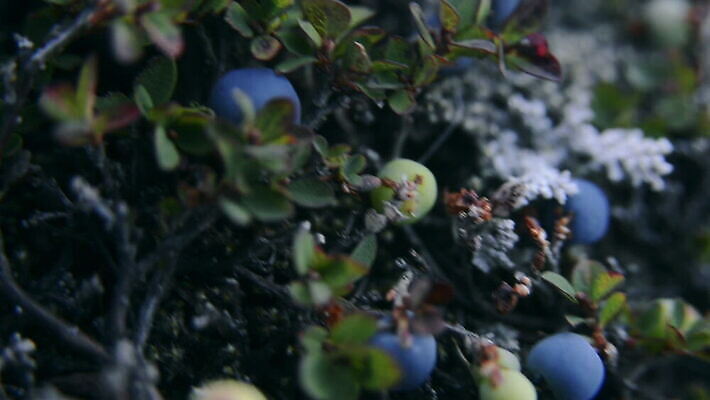 열매 잎 사람없음 야외 초록색 파란색 침묵 성장 나뭇가지 그린란드 틸트업 MOV 해외동영상 클립영상 나무 식물 컬러 섬 촬영기법 덴마크 소리 동영상 파일형식