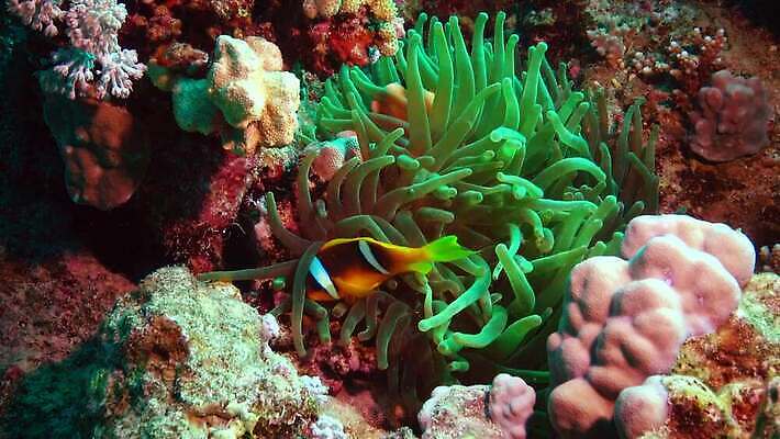 동물 야생동물 바다 컬러 백그라운드 자연 이집트 어류 사람없음 빨간색 물 파란색 환경 바닷속 수중 수영 수중동물 광대 산호 산호초 잠수부 스쿠버다이빙 암초 홍해 해파리 깊이 이국적 4K MP4 해외동영상 클립영상 자연요소 아프리카 수상스포츠 수중식물 자포동물 전문직 생태계 동영상 파일형식