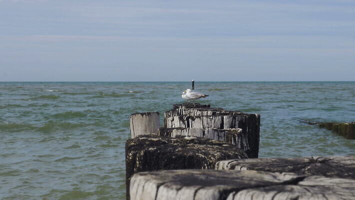 동물 구름 야생동물 파도 자연 갈매기 조류 하늘 바람 거리 따뜻함 사람없음 목재 물 여름 평화 맑음 고요 쌍 네덜란드 통나무 육식동물 대서양 나루 수평선 4K MOV 해외동영상 클립영상 자연요소 나무 계절 유럽 바다 컨셉 재료 날씨 생태계 동영상 파일형식