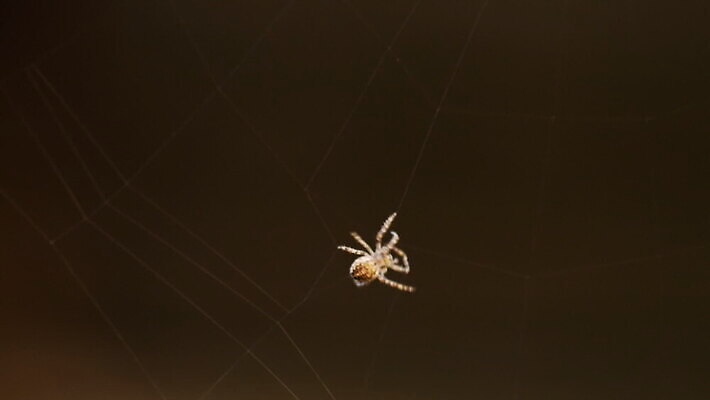 동물 컬러 곤충 백그라운드 패턴 자연 사람없음 야외 초록색 빛 정원 검은색 웹 새벽 그물 벌레 거미줄 거미 올가미 내추럴 변소 짜기 MOV 해외동영상 클립영상 자연요소 무늬 인터넷 모션 생태계 동영상 파일형식