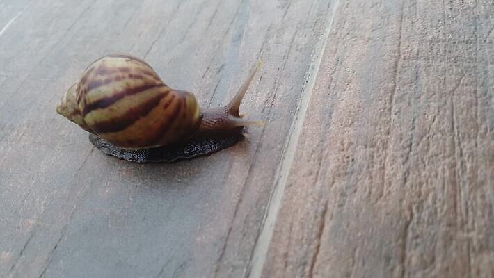 동물 야생동물 백그라운드 자연 바닥 연체동물 주택 사람없음 갈색 정원 젖음 껍질 흰색 타일 오브젝트 덮기 느림 고립 민달팽이 끈적임 4K MOV 해외동영상 클립영상 컬러 모션 무척추동물 건물 생태계 동영상 파일형식 달팽이_동물