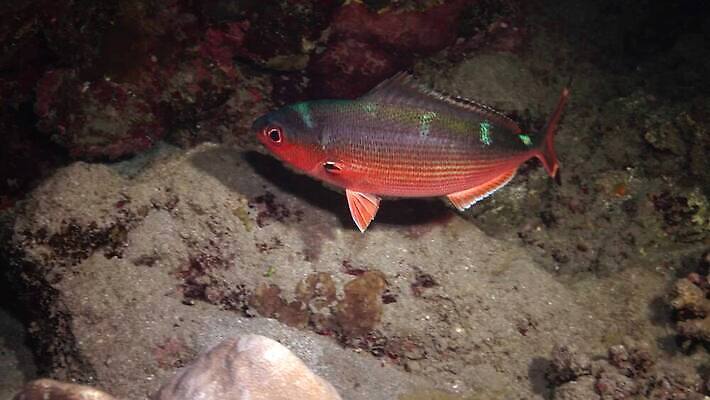 동물 야생동물 바다 컬러 백그라운드 자연 낚시 이집트 어류 사람없음 빨간색 물 파란색 컬러풀 환경 바닷속 수중 수영 수중동물 산호 산호초 다이빙 스쿠버다이빙 소금 암초 홍해 해파리 깊이 생태학 이국적 4K MP4 해외동영상 클립영상 자연요소 교육 아프리카 레저 수상스포츠 수중식물 자포동물 생태계 동영상 수중스포츠 파일형식