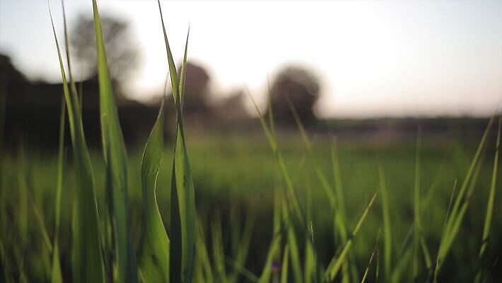 나무 식물 유럽 여행 백그라운드 밭 농업 건축양식 자연 하늘 파노라마 사람없음 야외 초록색 빛 태양 농장 농경지 평화 일출 일몰 봄 이탈리아 시골 언덕 장면 타운 시에나 양조장 토스카나 수평선 4K MP4 해외동영상 클립영상 자연요소 계절 건축 나라 산업 컬러 컨셉 촬영기법 노을 도시 생태계 동영상 파일형식