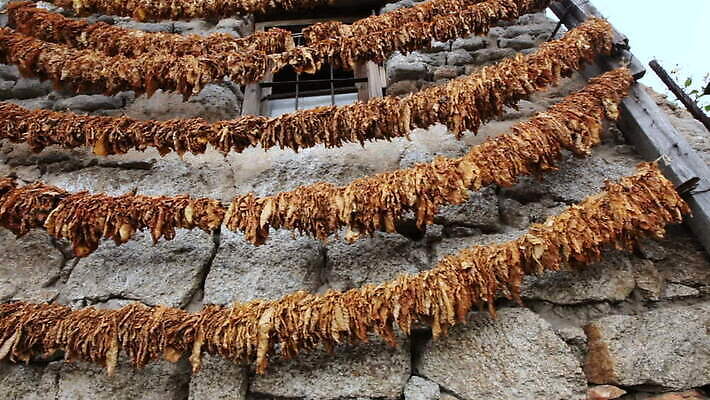 식물 산업 벽 잎 패턴 농업 자연 주택 건조 담배 매달리기 사람없음 초록색 농작물 농장 농경지 갈색 노란색 마을 정원 농사 수확 시골 신선 연기 허브 유기농 내추럴 니코틴 마케도니아 밭일 많음 MOV 해외동영상 클립영상 웰빙 컬러 컨셉 무늬 모션 건물 생태계 동영상 파일형식 남유럽