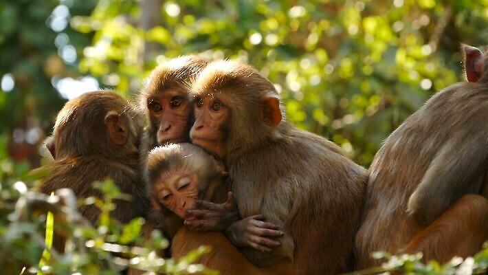 동물 공원 아시아 야생동물 여행 포유류 가족 자연 휴식 털 함께함 동물원 앉기 사람없음 야외 햇빛 자유 원숭이 아기 그룹 숲 작음 모피 부드러움 암초 유인원 원시시대 내추럴 돌봄 많음 MOV 해외동영상 클립영상 공공시설 나라 컨셉 관계 모션 사람 태양 감각 역사 크기 생태계 동영상 파일형식
