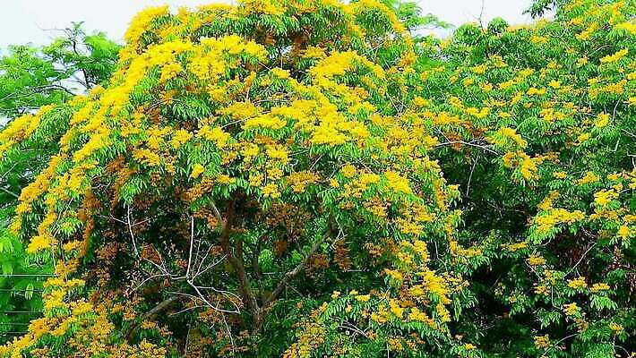 나무 식물 공원 꽃 아시아 잎 꽃무늬 오렌지 자연 사람없음 목재 초록색 뷰티 노란색 정원 스파 봄 성장 벚꽃 나뭇가지 신선 개화 황금 묘사 질감 아로마 내추럴 버마 안다만 MOV 해외동영상 클립영상 계절 공공시설 나라 바다 컬러 무늬 과일 재료 생태계 동영상 파일형식