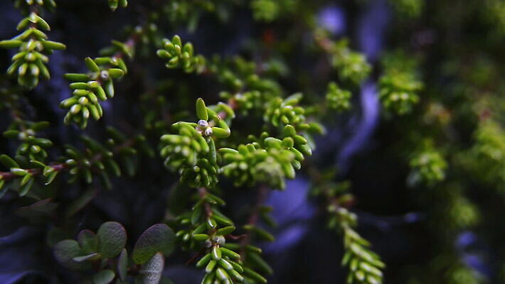 사람없음 야외 초록색 스파이크 그린란드 MOV 해외동영상 클립영상 컬러 섬 덴마크 동영상 파일형식