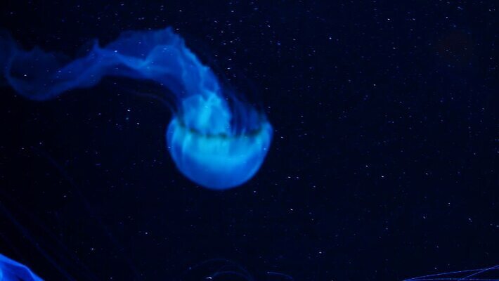 경사 사람없음 컬러풀 우주 수중 다양 흐름 에너지 생물학 역동적 네온 수족관 공상 형광등 해파리 광 리듬 무한 이국적 자외선 지속성 최면 반복 4K MP4 해외동영상 클립영상 교육 컬러 다수 컨셉 전등 자포동물 동영상 파일형식