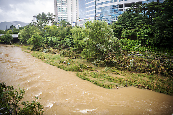 포토 JPG 주간 나무 사람없음 야외 강 손상 비 홍수 자연재해 폭우 성남 흙탕물 쓰러짐 무너짐 국내포토 자연요소 식물 컨셉 모션 날씨 물 재해 경기도 파일형식