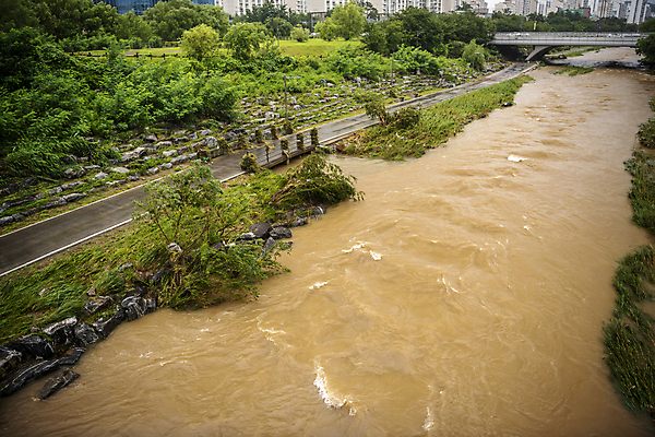 포토 JPG 주간 나무 사람없음 야외 강 산책로 비 홍수 자연재해 폭우 공원길 성남 흙탕물 쓰러짐 무너짐 국내포토 자연요소 식물 길 모션 날씨 물 재해 경기도 파일형식