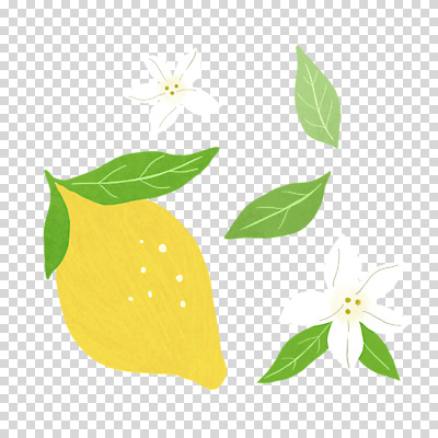 편집 편집이미지 꽃 잎 과일 누끼 사람없음 레몬 PNG 편집소스 식물 파일형식