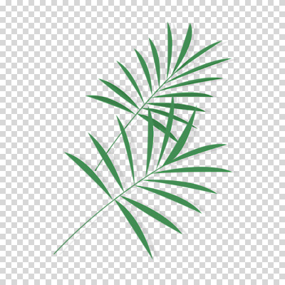 편집 편집이미지 누끼 사람없음 초록색 야자수잎 PNG 열대잎 편집소스 컬러 잎 파일형식