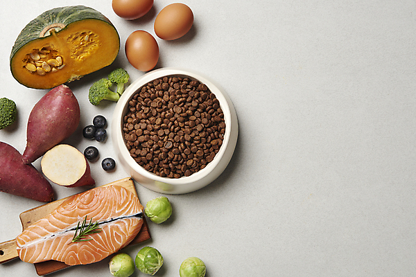 포토 JPG 스튜디오촬영 재료 회색배경 실내 사람없음 계란 먹이 유기농 블루베리 고구마 연어 단호박 개사료 방울양배추 애완용사료 카피스페이스 펫푸드 국내포토 웰빙 백그라운드 과일 호박 뿌리채소 어류 내부 알 공백 회색 양배추 애견용품 파일형식