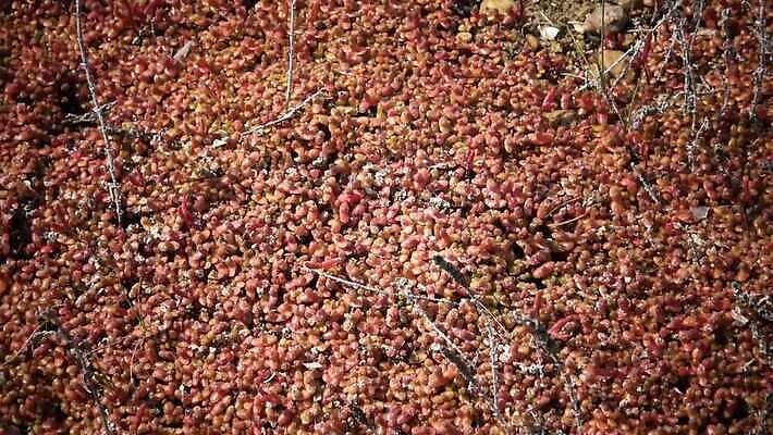 식물 유럽 음식 바다 잎 겨울 밭 자연 풍경 사람없음 장식 빨간색 초록색 물 가을 날것 소금 다뉴브강 숙성 4K MP4 해외동영상 클립영상 자연요소 계절 나라 컬러 농업 생태계 동영상 파일형식
